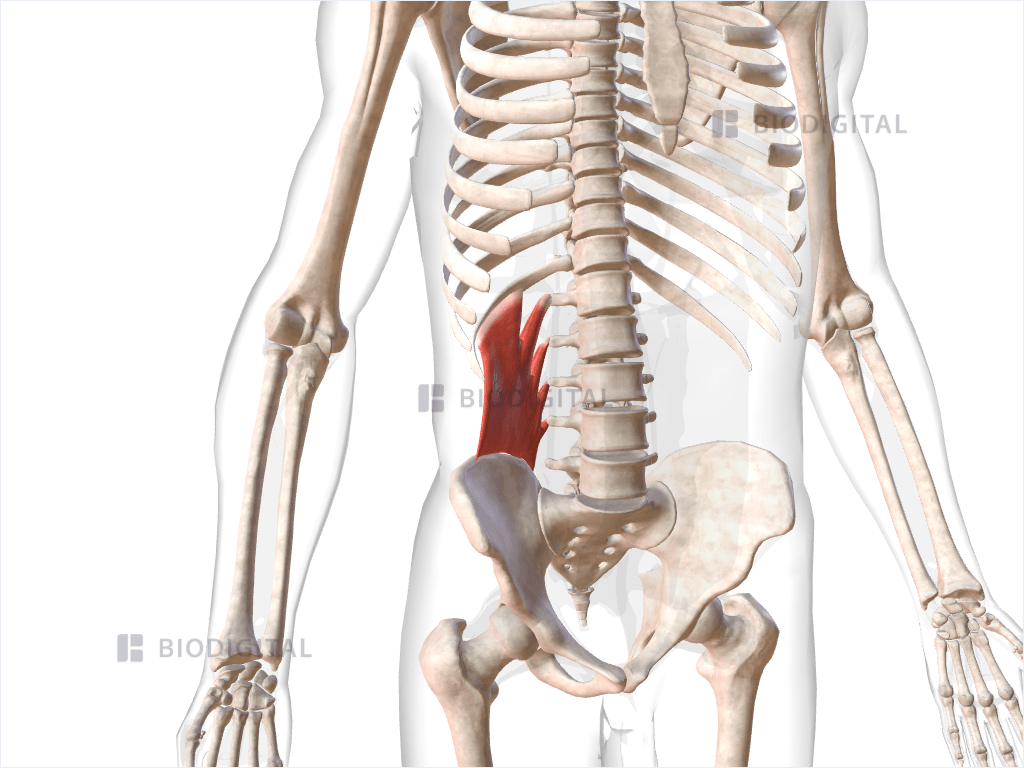 Right quadratus lumborum