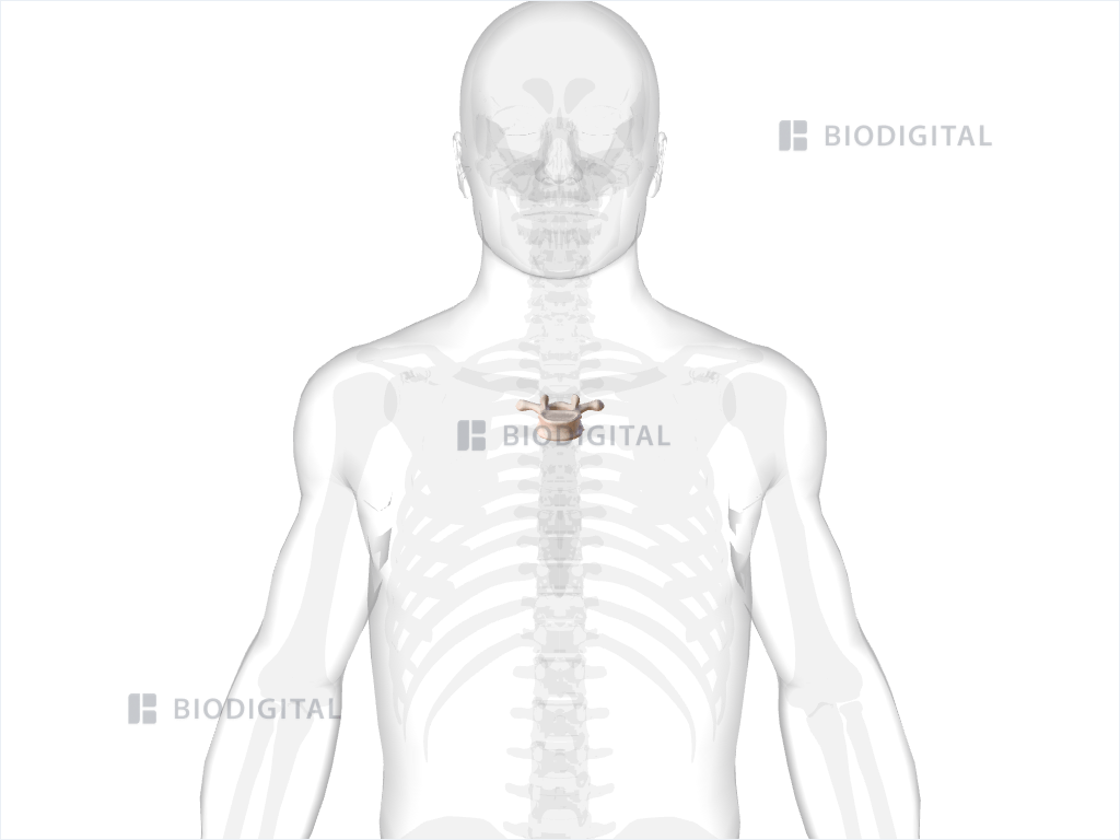 Fourth thoracic vertebra