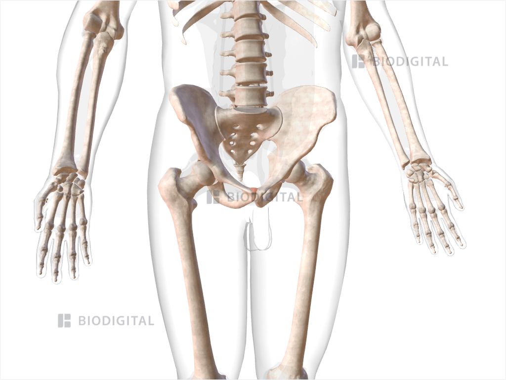 Right inguinal falx