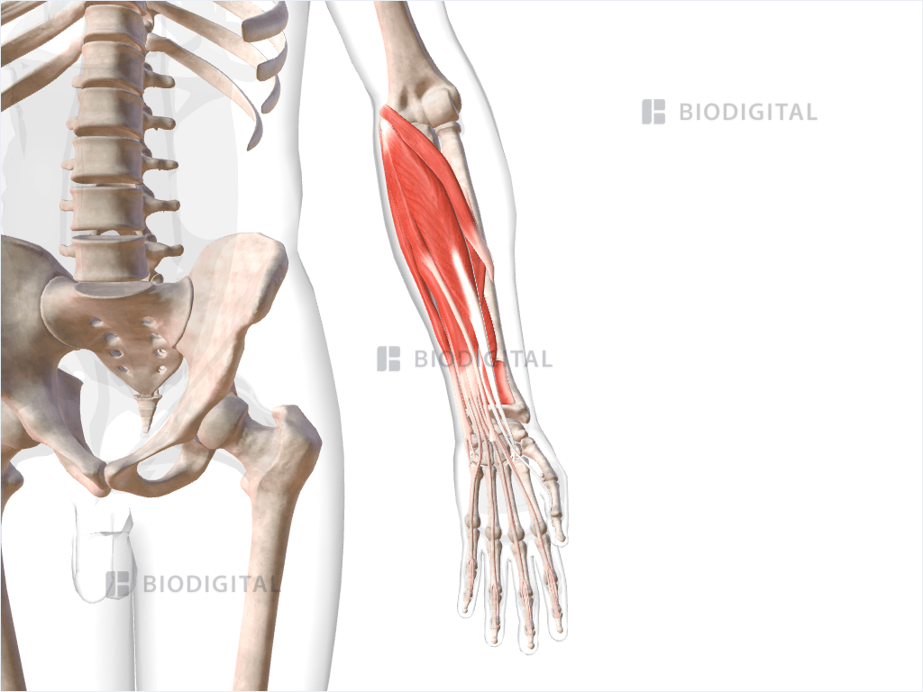 Flexor muscles of left forearm