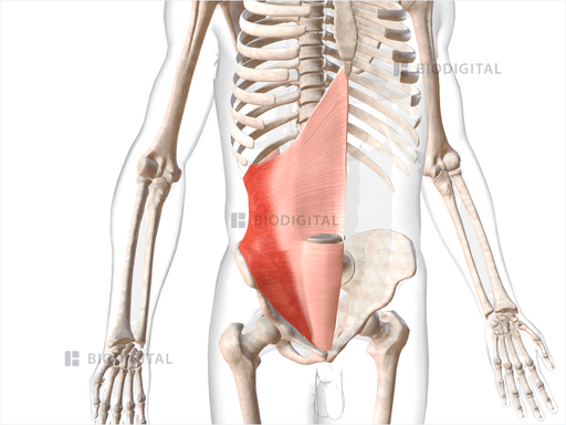 Right transverse abdominis | BioDigital Anatomy