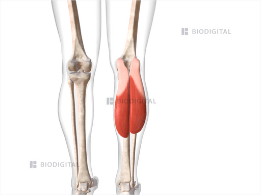 Right gastrocnemius | BioDigital Anatomy