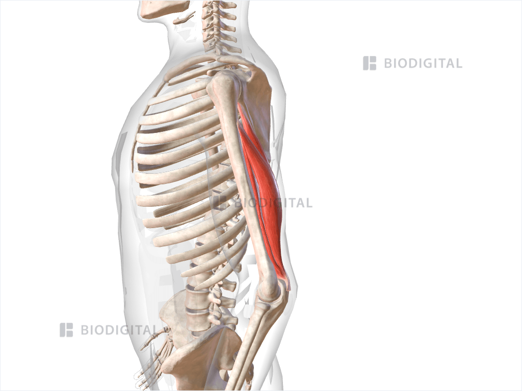 Left triceps brachii
