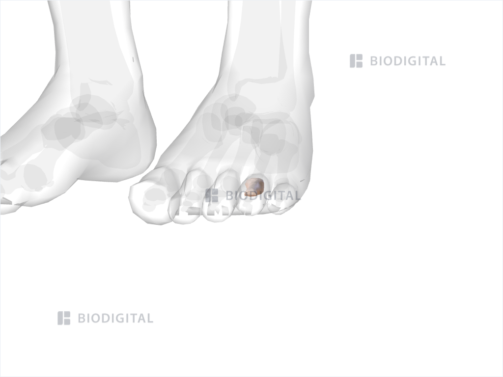 Proximal phalanx of left fourth toe