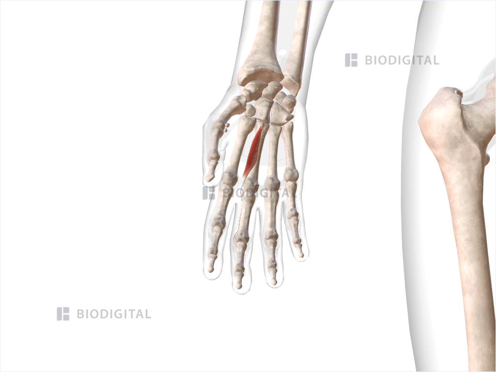 Second lumbrical muscle of right hand