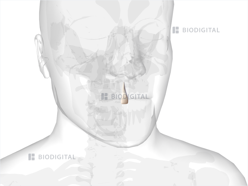Right maxillary central incisor