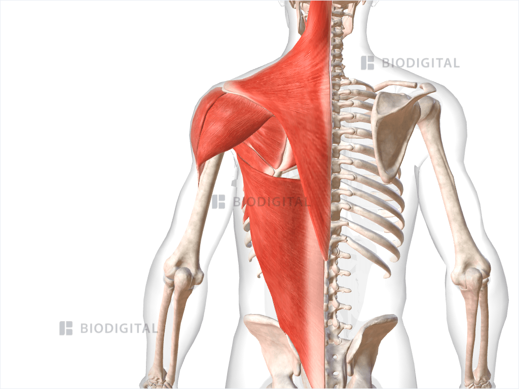 Muscles of left shoulder