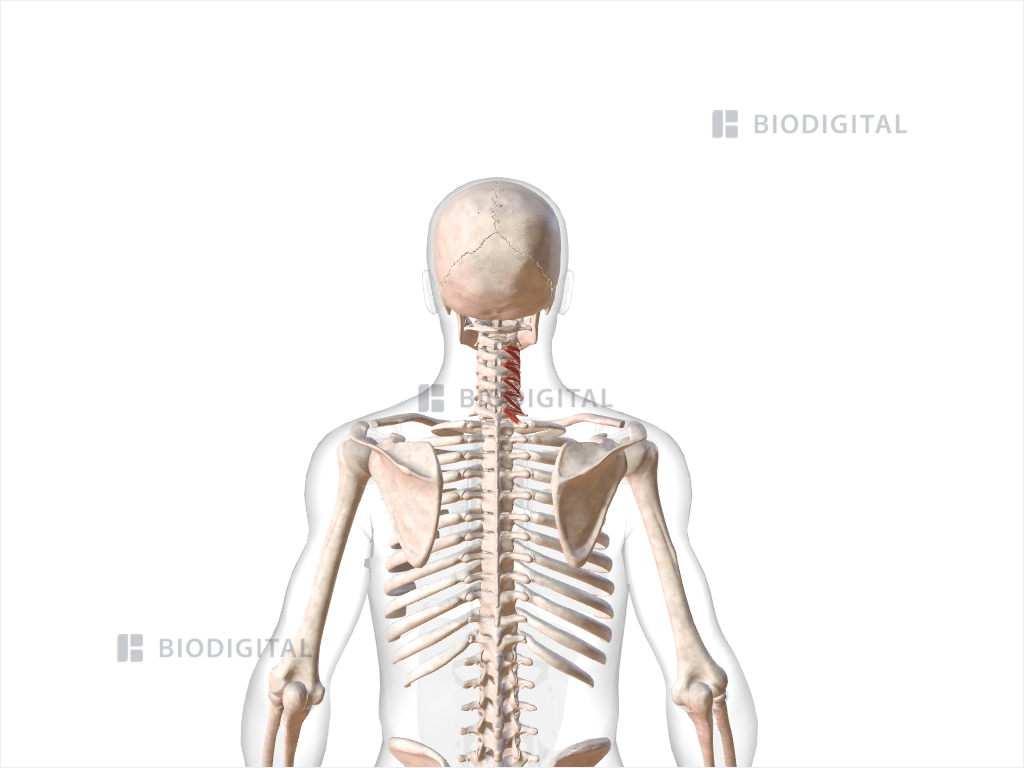 Right rotatores cervicis