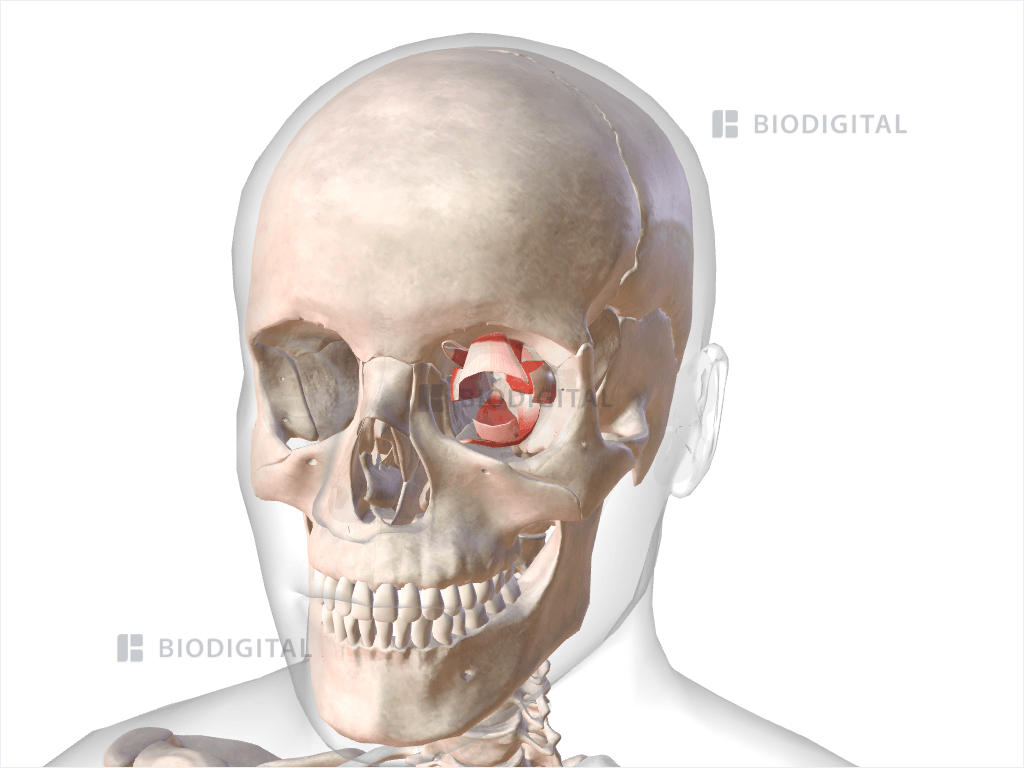 Extraocular muscles of left eye