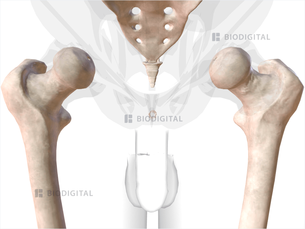 Corrugator cutis ani