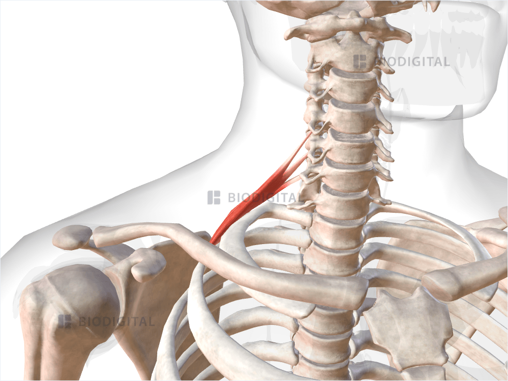 Right posterior scalene