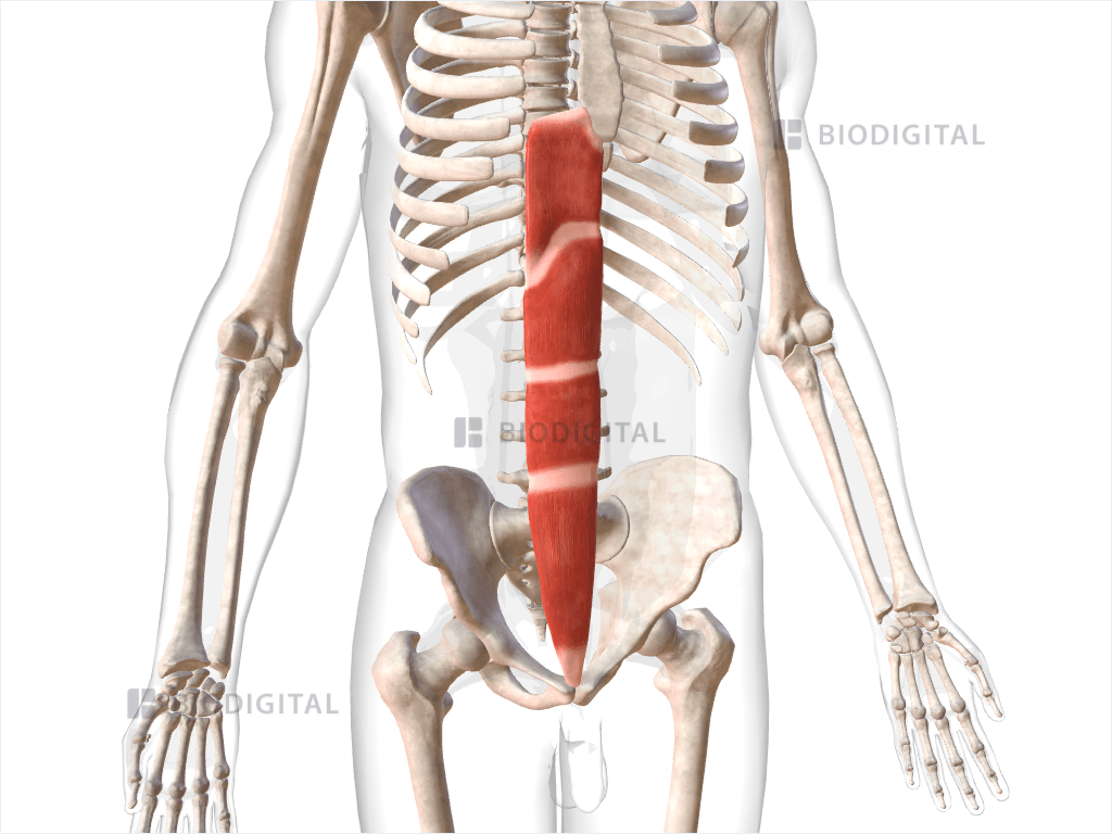 Right rectus abdominis