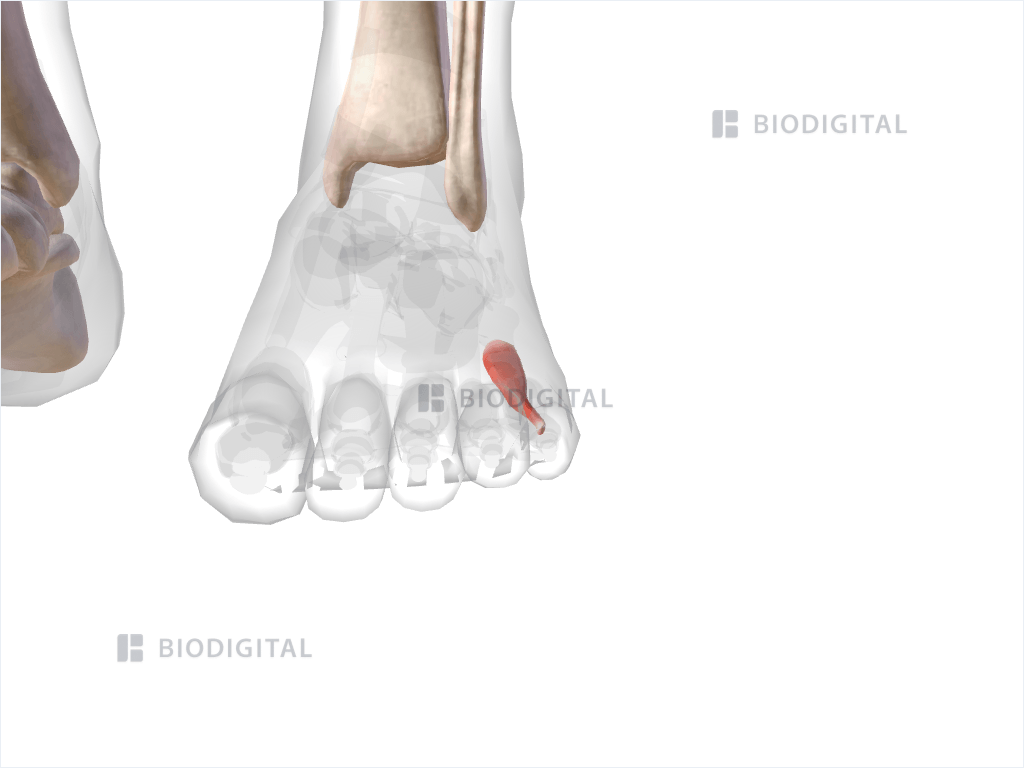 Left flexor digiti minimi brevis of foot