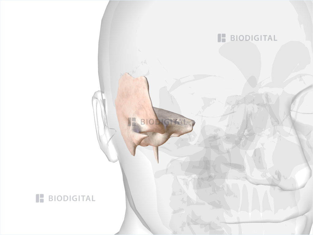 Right temporal bone