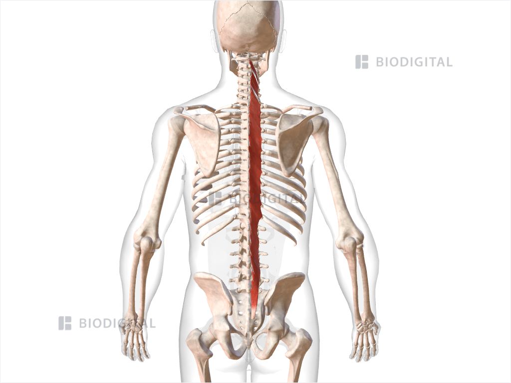 Right multifidus