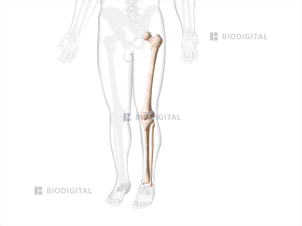 Bones of left thigh and leg