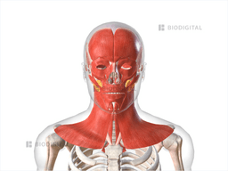 Muscles of head and neck | BioDigital Anatomy