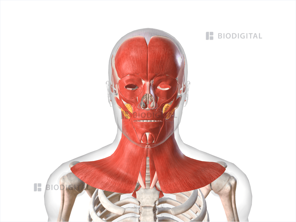 Muscles of head and neck