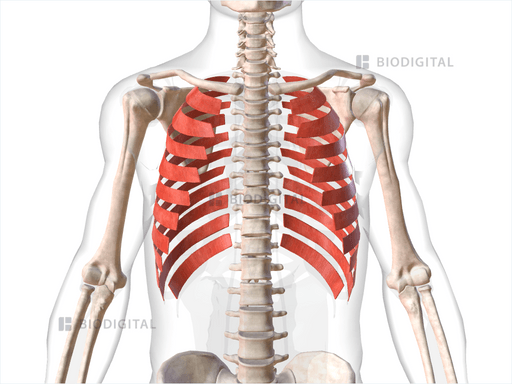 External intercostals | BioDigital Anatomy