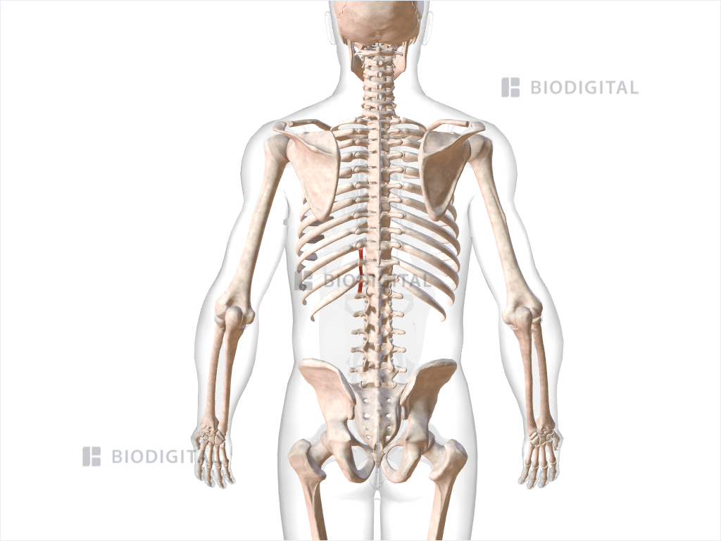 Left lumbar intertransversarii