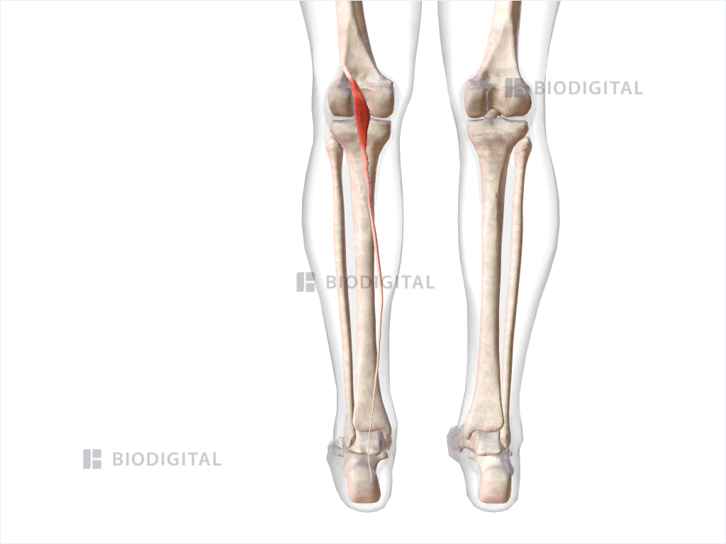 Left plantaris