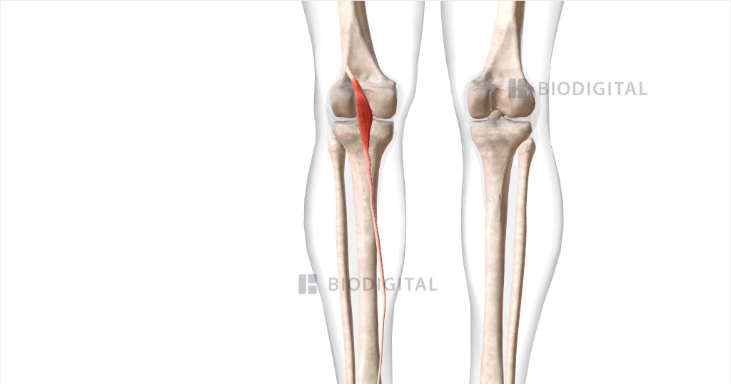 left leg anatomy