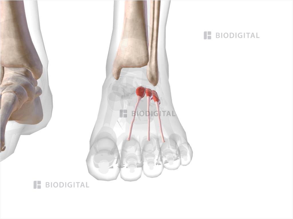 Left extensor digitorum brevis