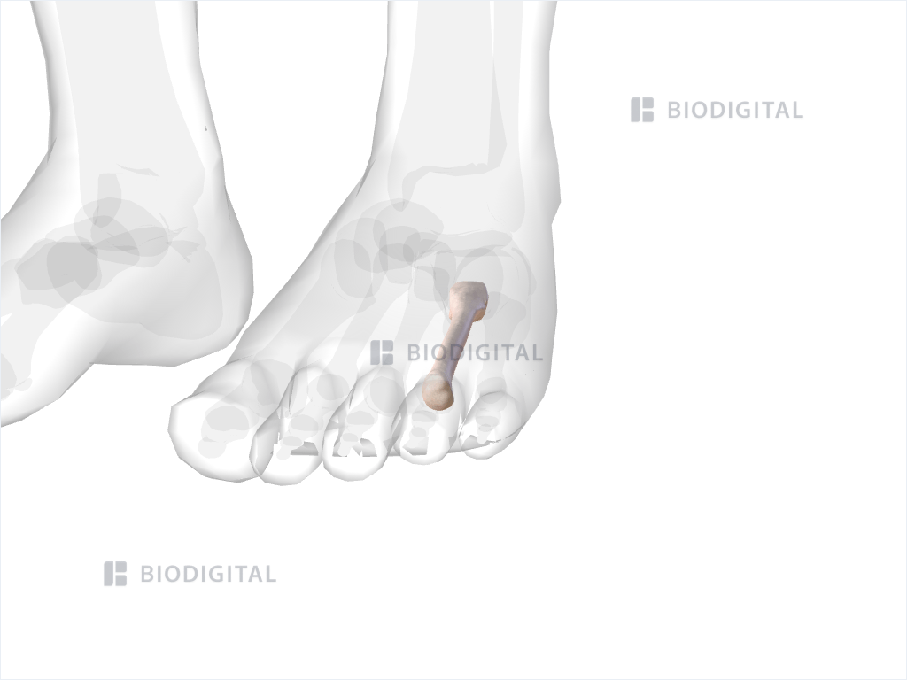 Left fourth metatarsal