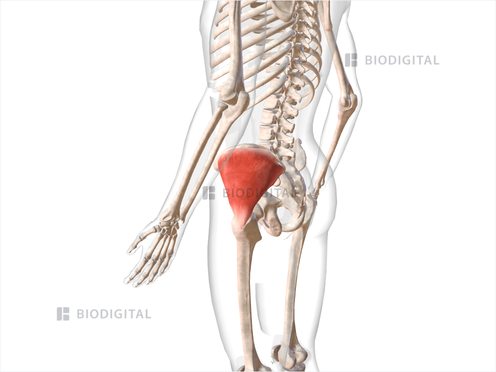 Left gluteus medius