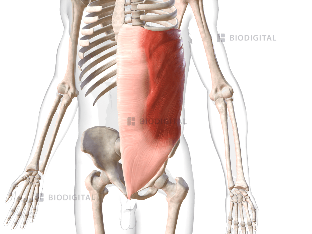 Left external oblique