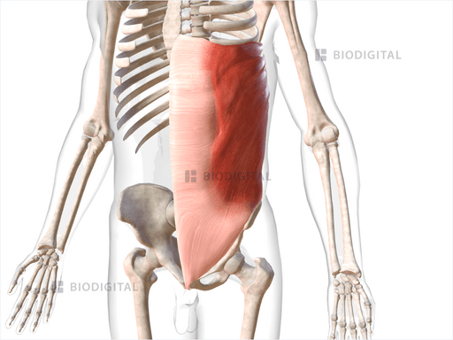 Left external oblique | BioDigital Anatomy