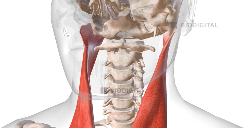 Sternocleidomastoid Muscles Function