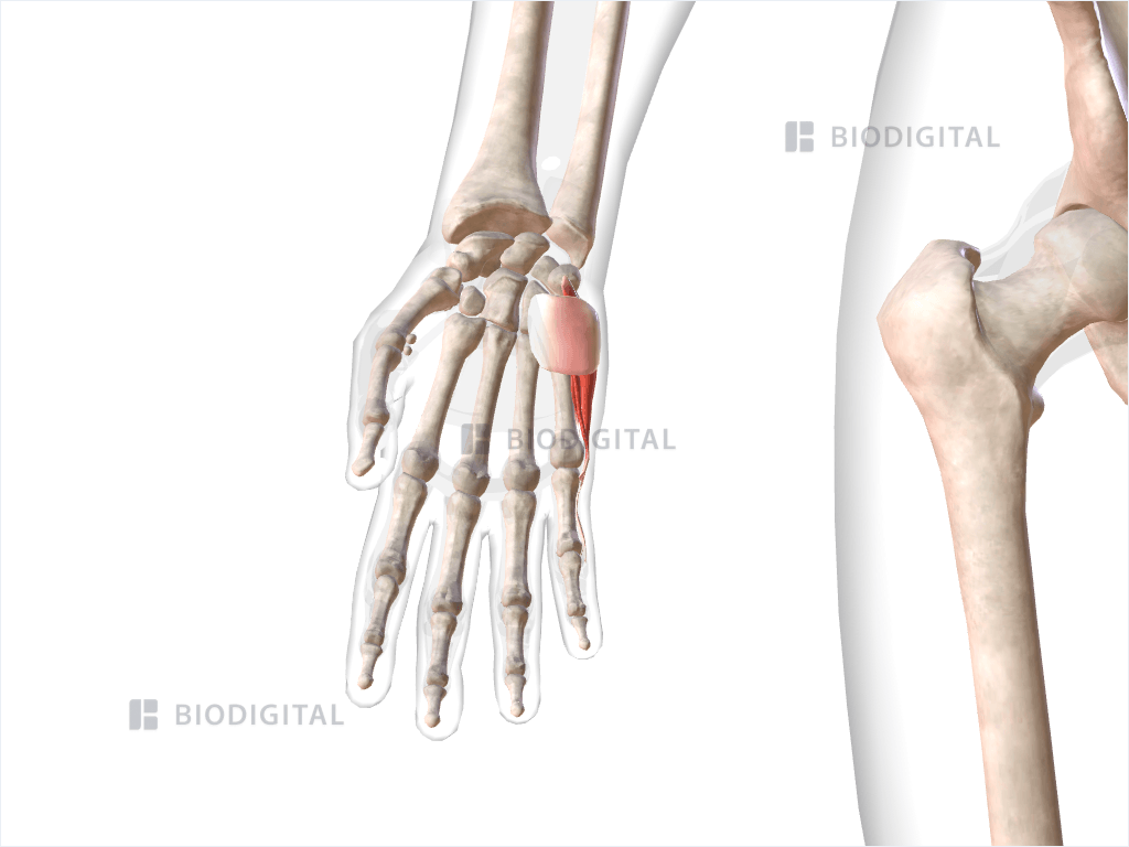 Hypothenar muscles of right hand