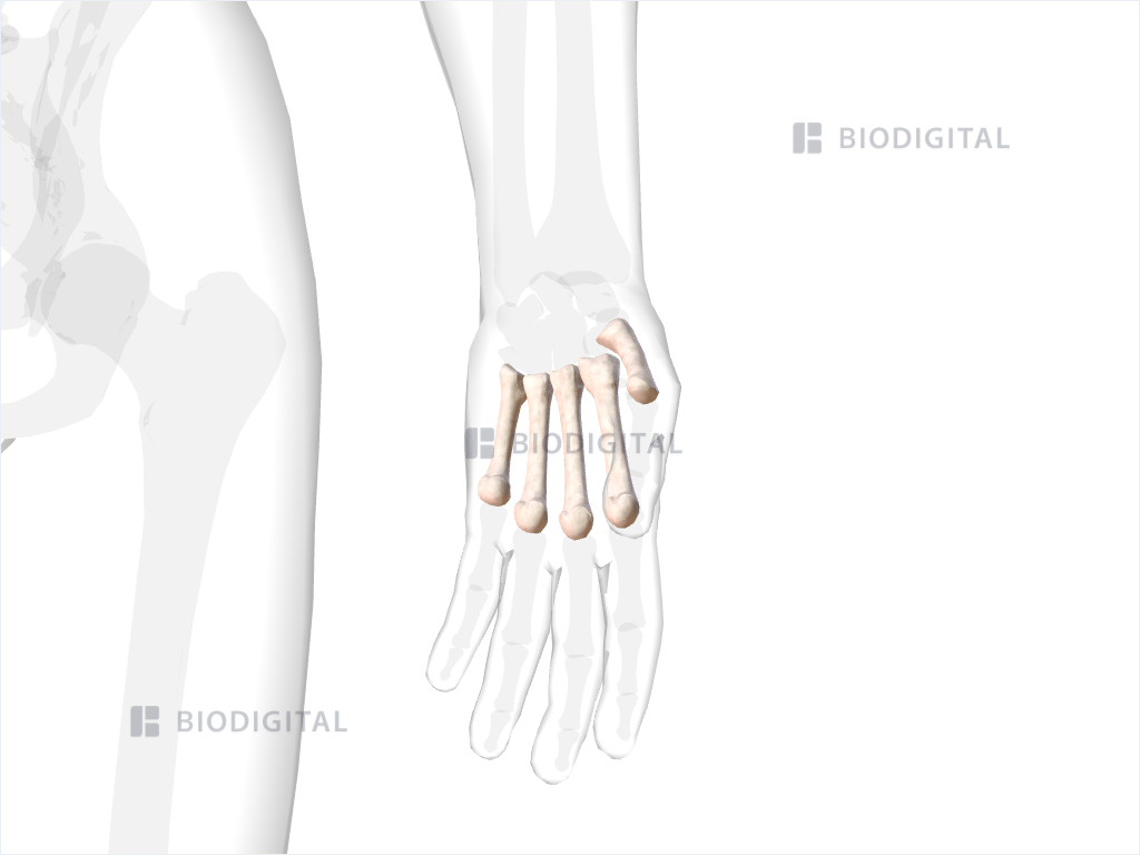 Metacarpals of left hand and wrist