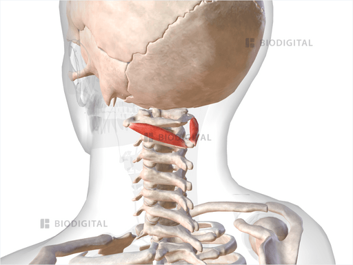 Obliquus capitis inferior | BioDigital Anatomy