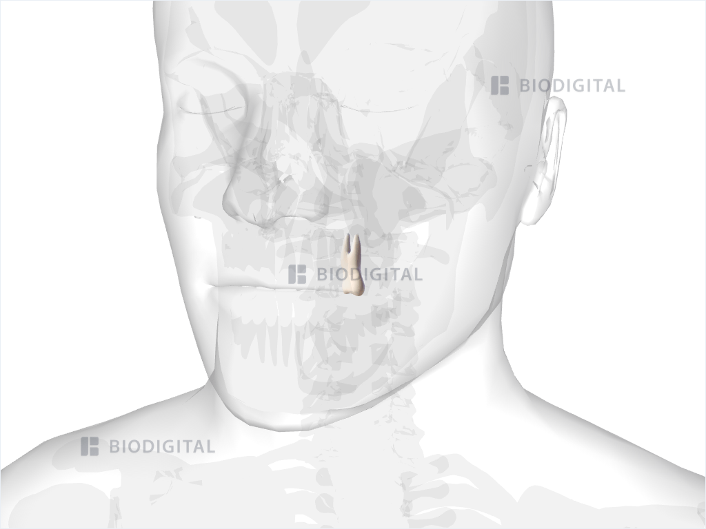 Left maxillary second premolar