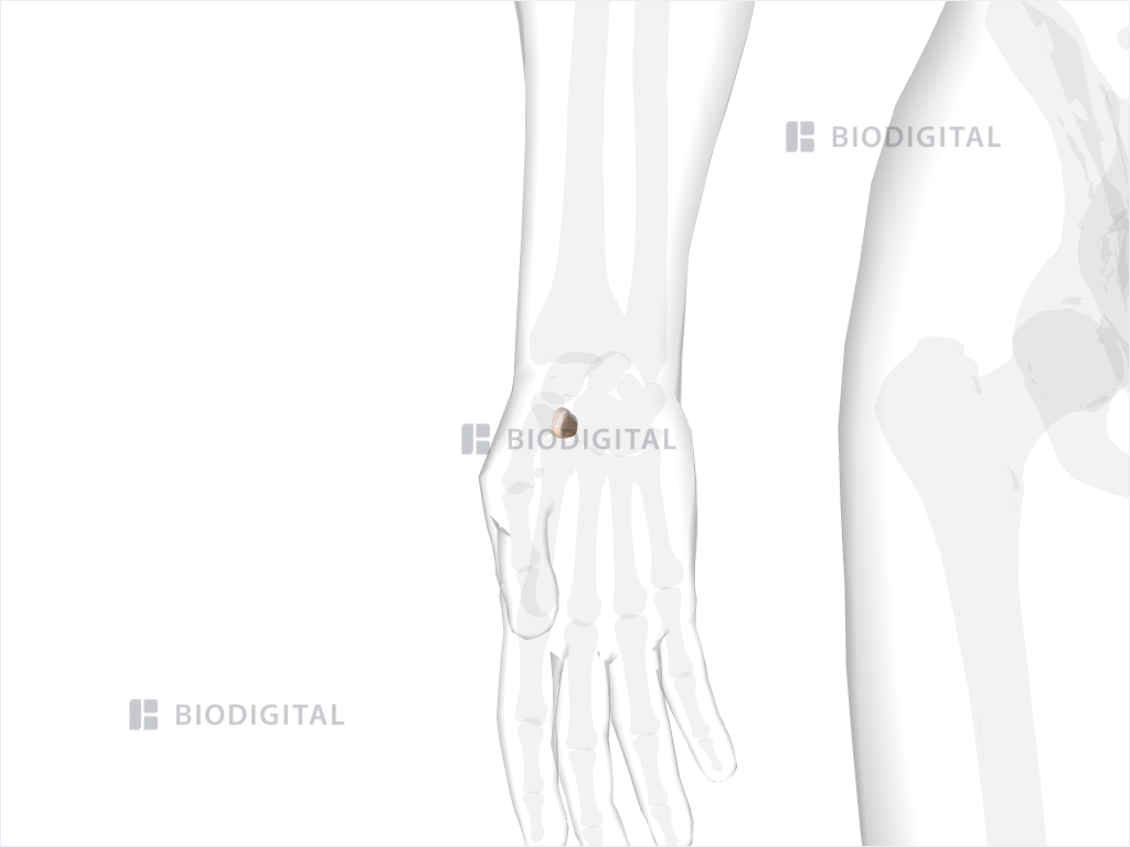 Right Trapezoid | BioDigital Anatomy