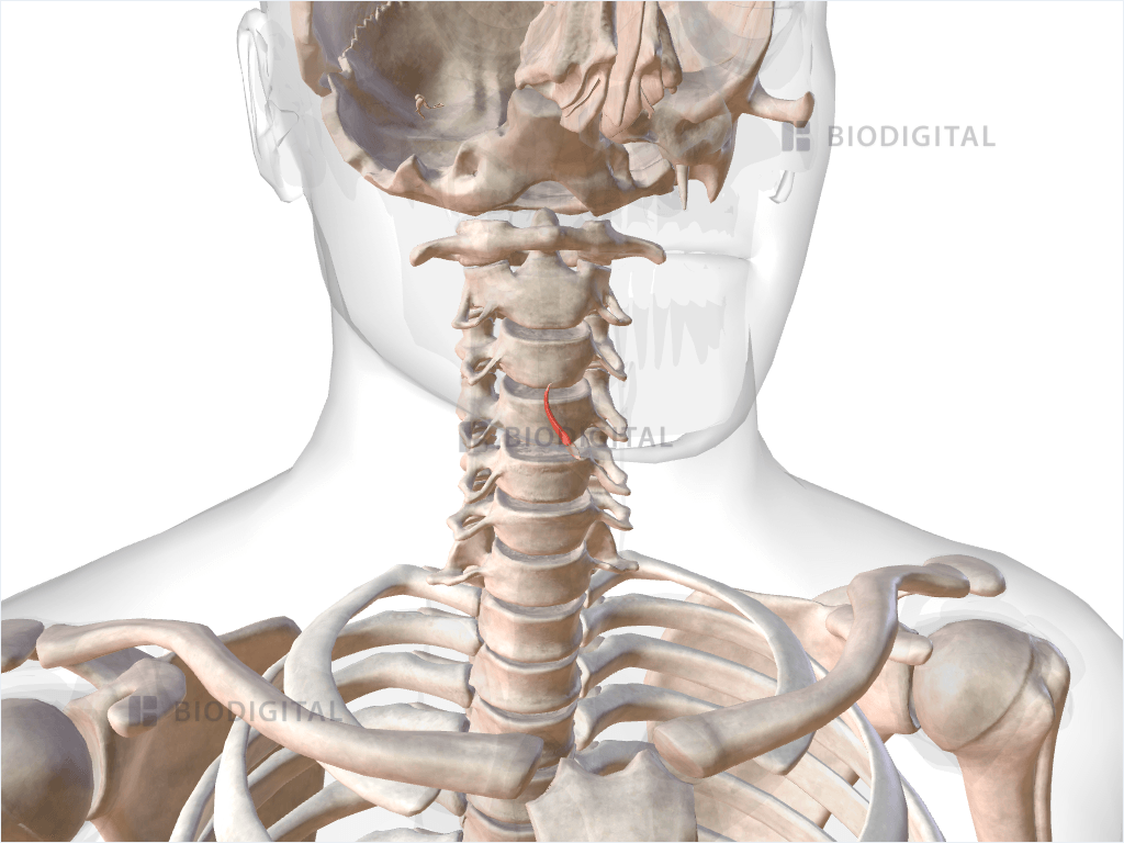 Right thyroepiglotticus