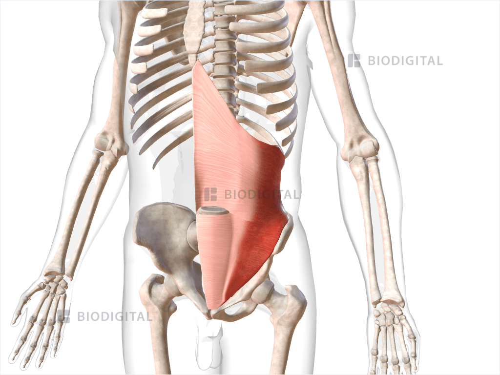 Left transverse abdominis