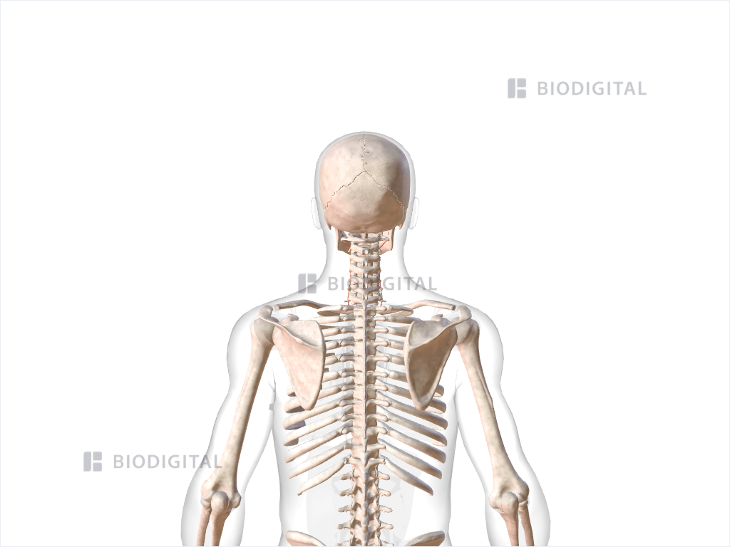 Anterior cervical intertransversarii