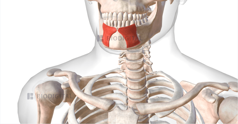 Depressor labii inferioris BioDigital Anatomy