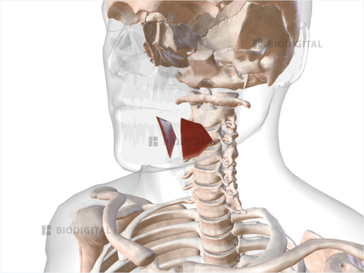 Hyglossus | BioDigital Anatomy