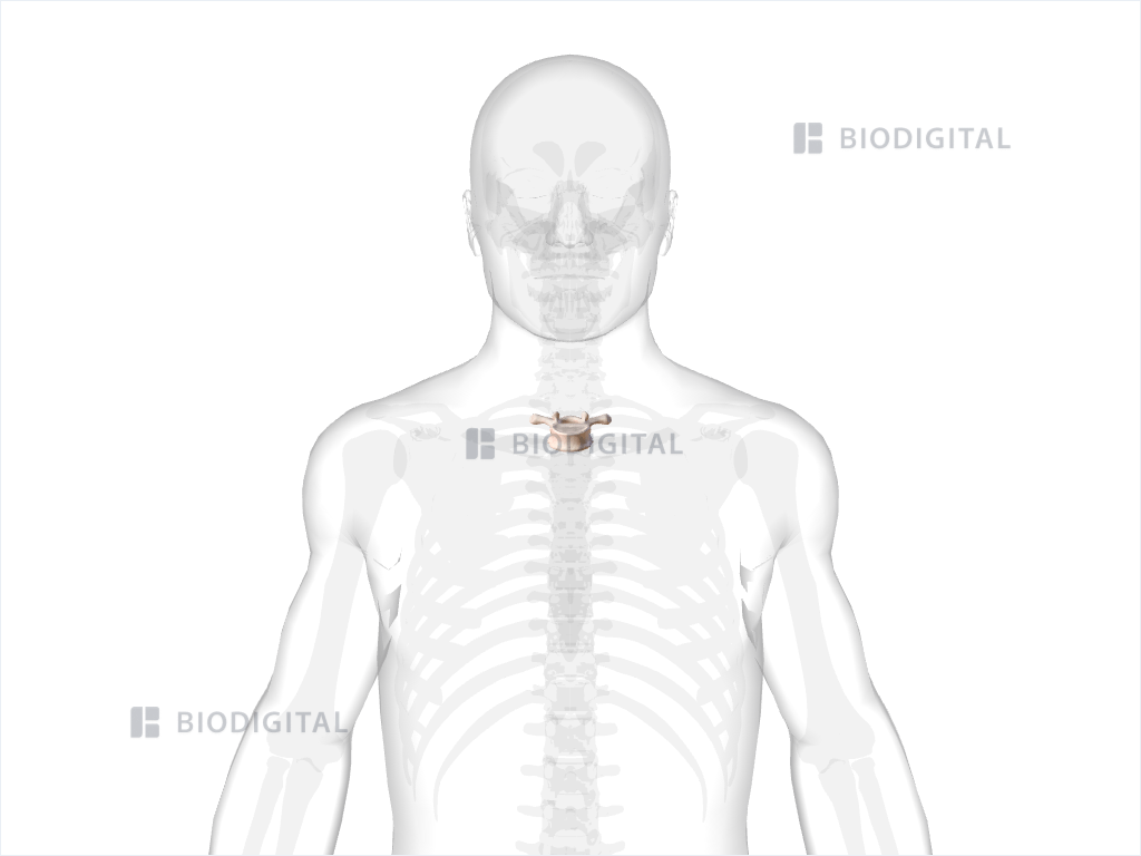 Second thoracic vertebra