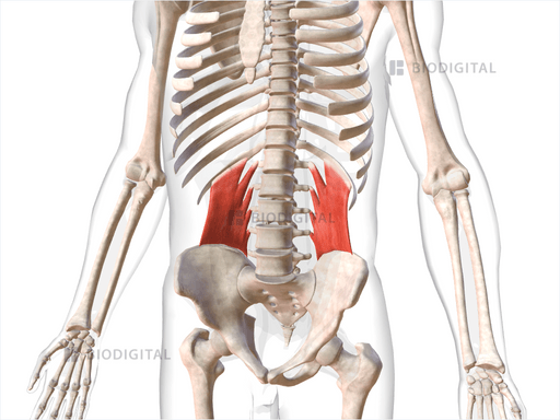 Quadratus lumborum | BioDigital Anatomy