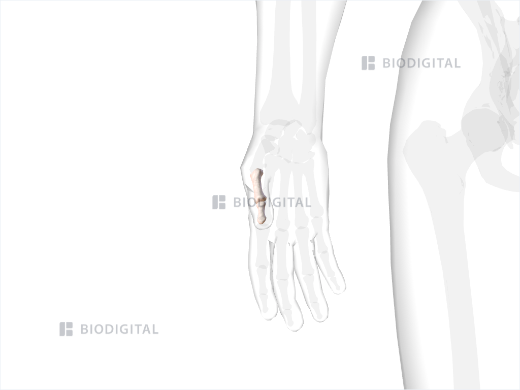 Phalanges of right thumb