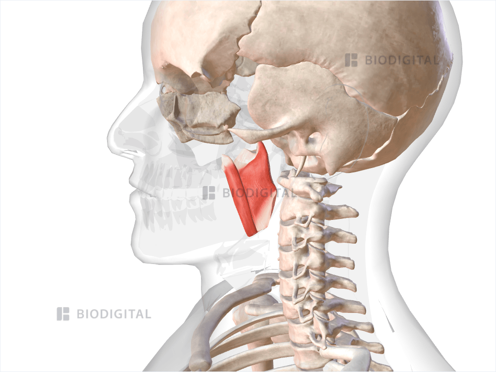 Left medial pterygoid
