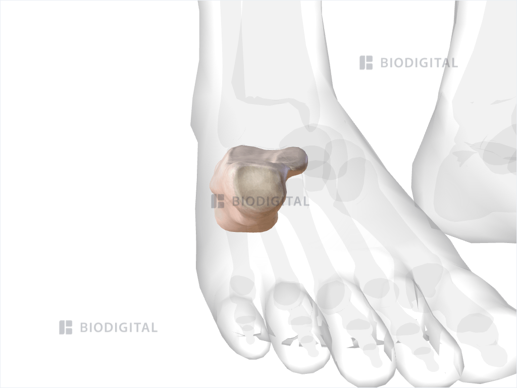 Right calcaneus