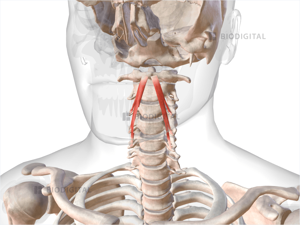 Superior oblique part of longus colli