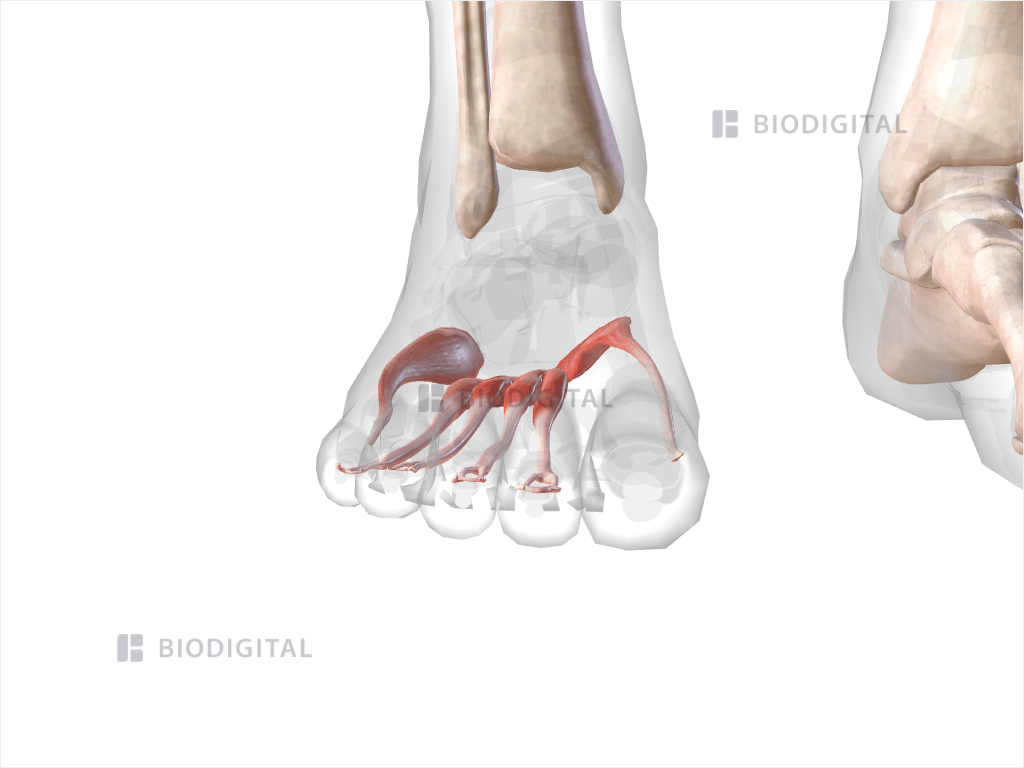 Superficial plantar muscles of right foot