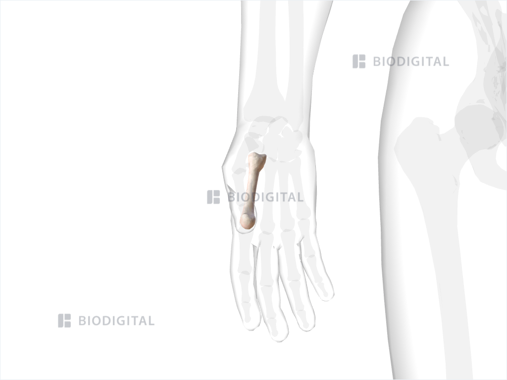 Right second metacarpal